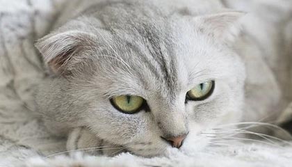 世界杯官网直播客户端下载最新版-加盟弗拉门戈在即?加比球:铭记国米时光 但不回去